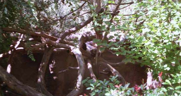 So this is the famous panda